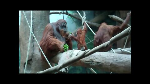 Orangutans Have Favourites