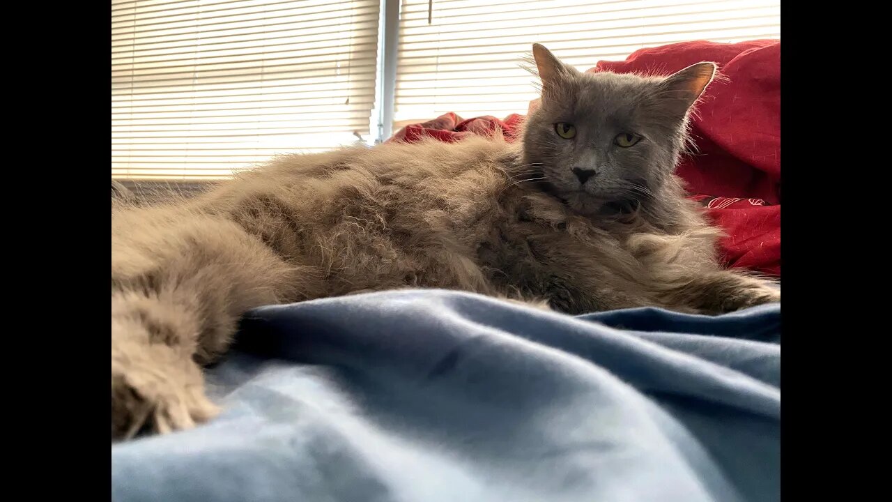 My Cat Passed Away Last Night Grim Reaper Visitation