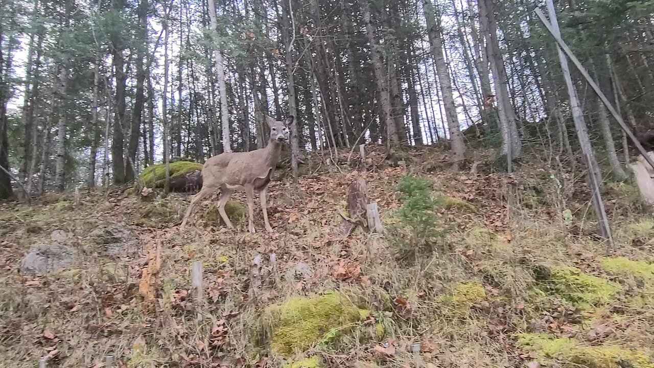 Deer and Cat in the bush