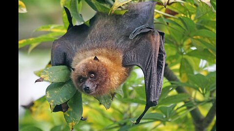 Amazing fun facts about Bats