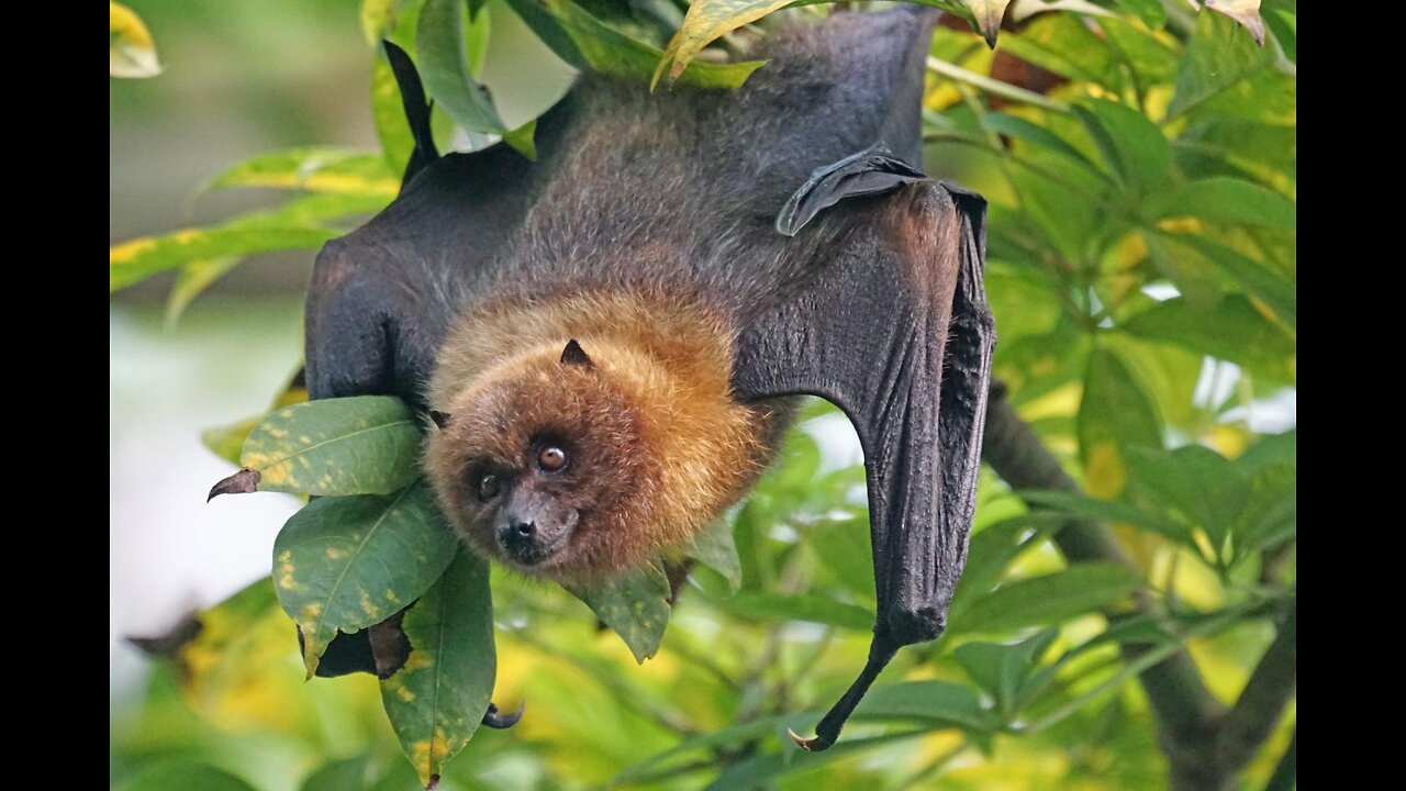 Amazing fun facts about Bats