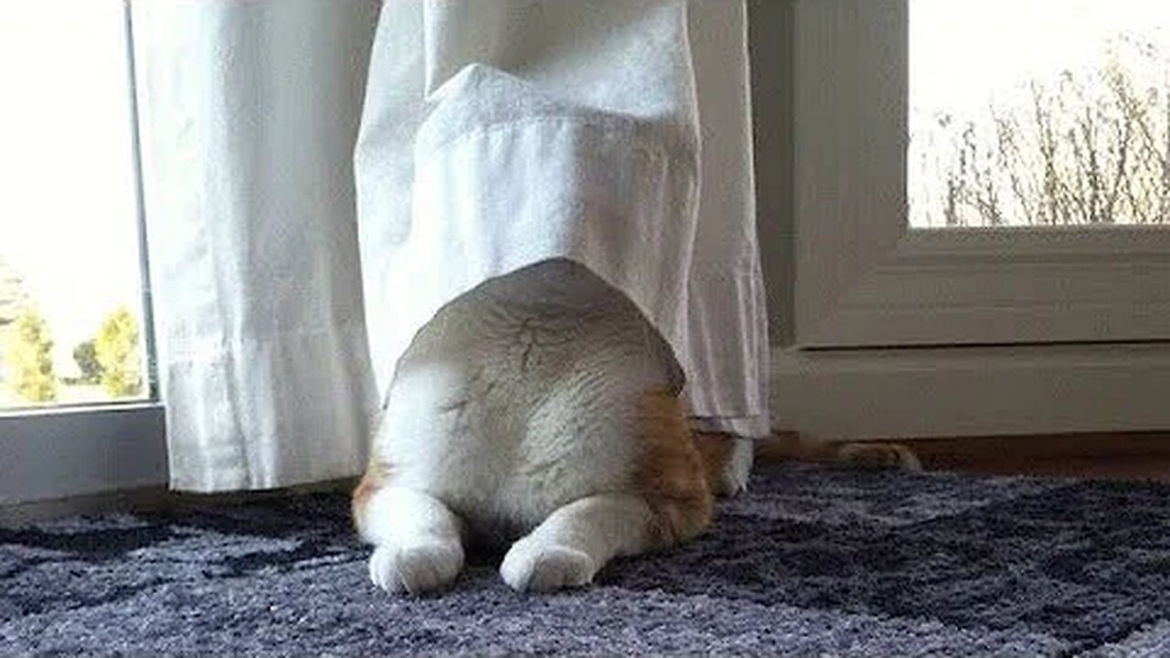π Funniest Cats and Dogs Videos πΊπΆ || π₯°πΉ Hilarious Animal Compilation β394