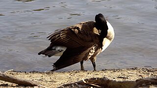 CatTV: Duck Cleaning