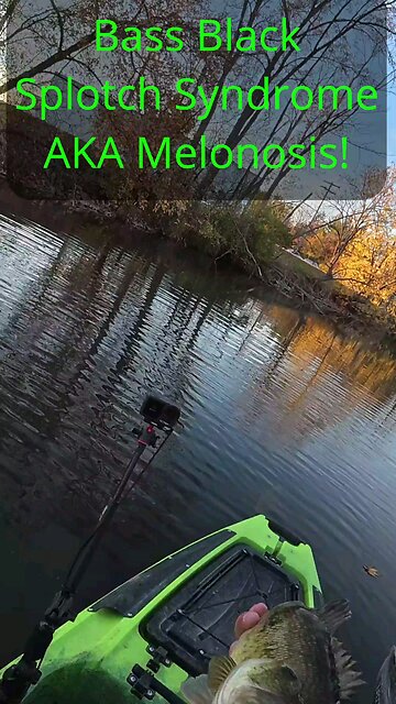 Black Splotch Bass Syndrome 2