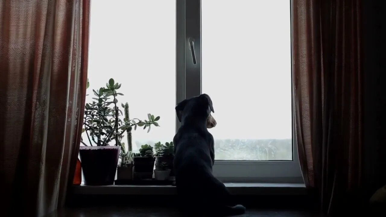 Cute dachshund on the window waiting for owner Back view