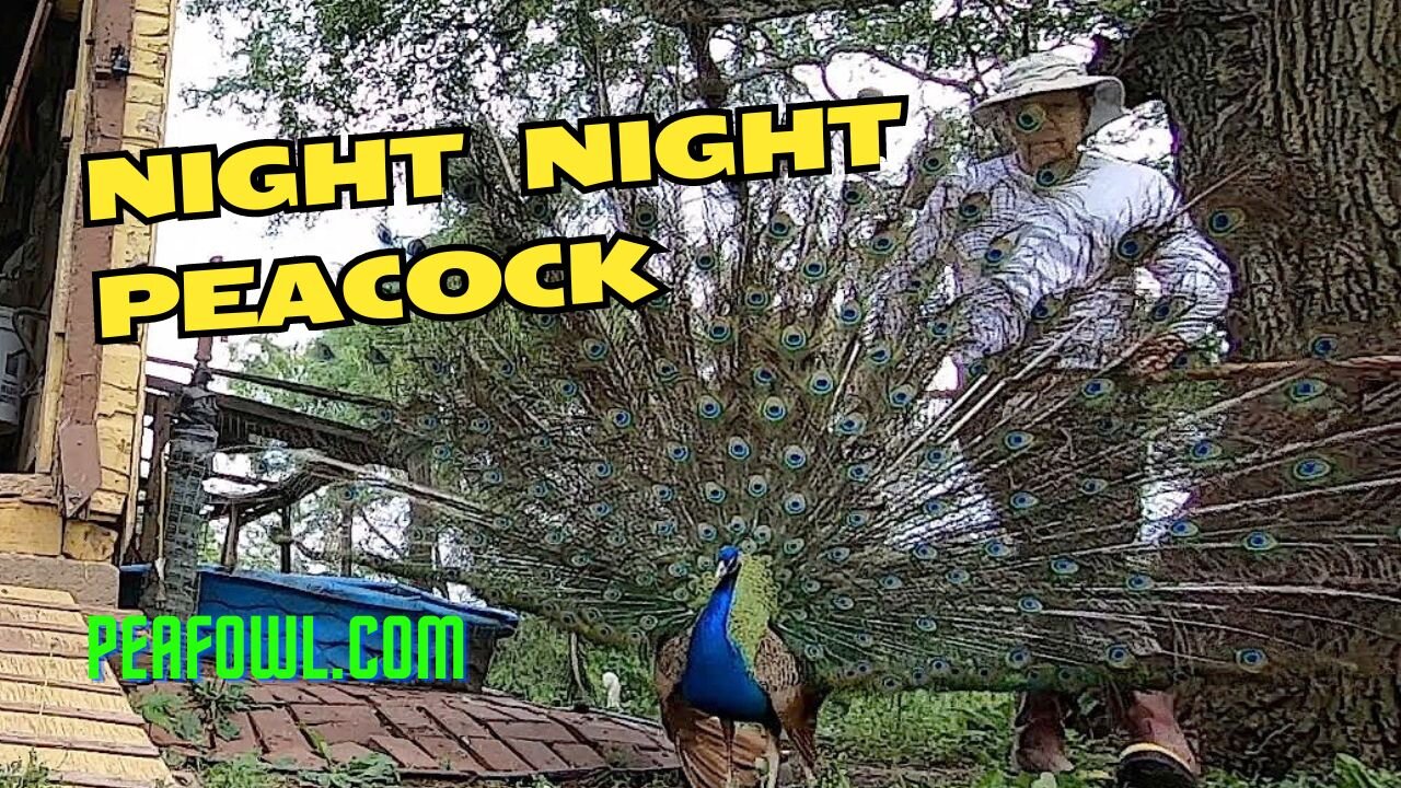 Night Night Peacock, Peacock Minute, peafowl.com