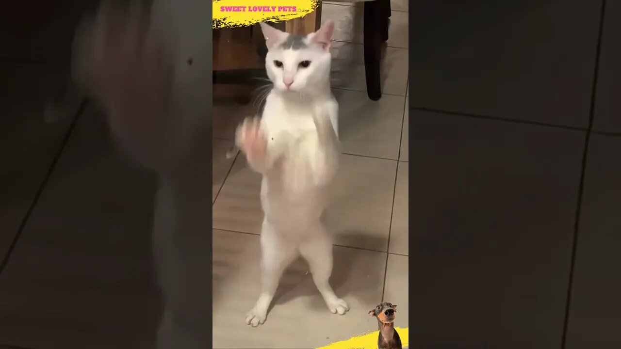 😃 The Best 🥁 Rhythmic Cat 😺 #Shorts