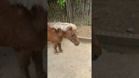 조랑말 어린이대공원