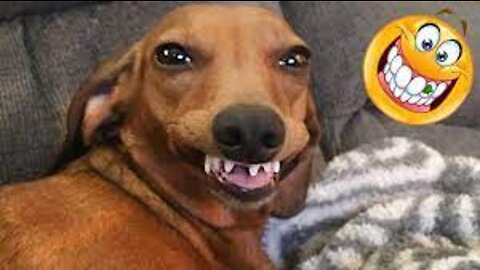 Funny Cat and Dog Video - Animal Funny Videos 2022