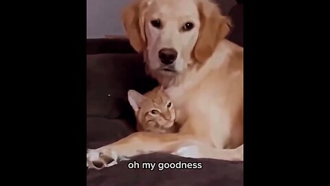 Funniest cat videos 🐈 😂😂 , hope you like