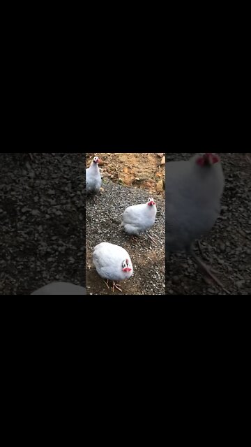 Multiple male guinea fowl calls. Lavender males