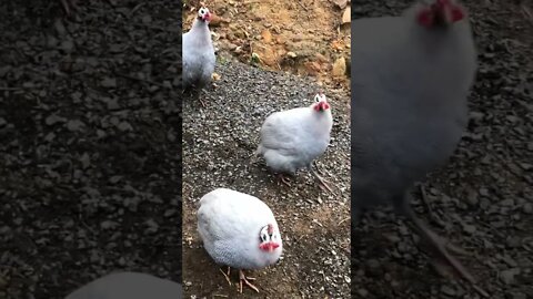 Multiple male guinea fowl calls. Lavender males