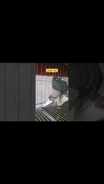 تربية حمام البولو الناذر كيوت روعة