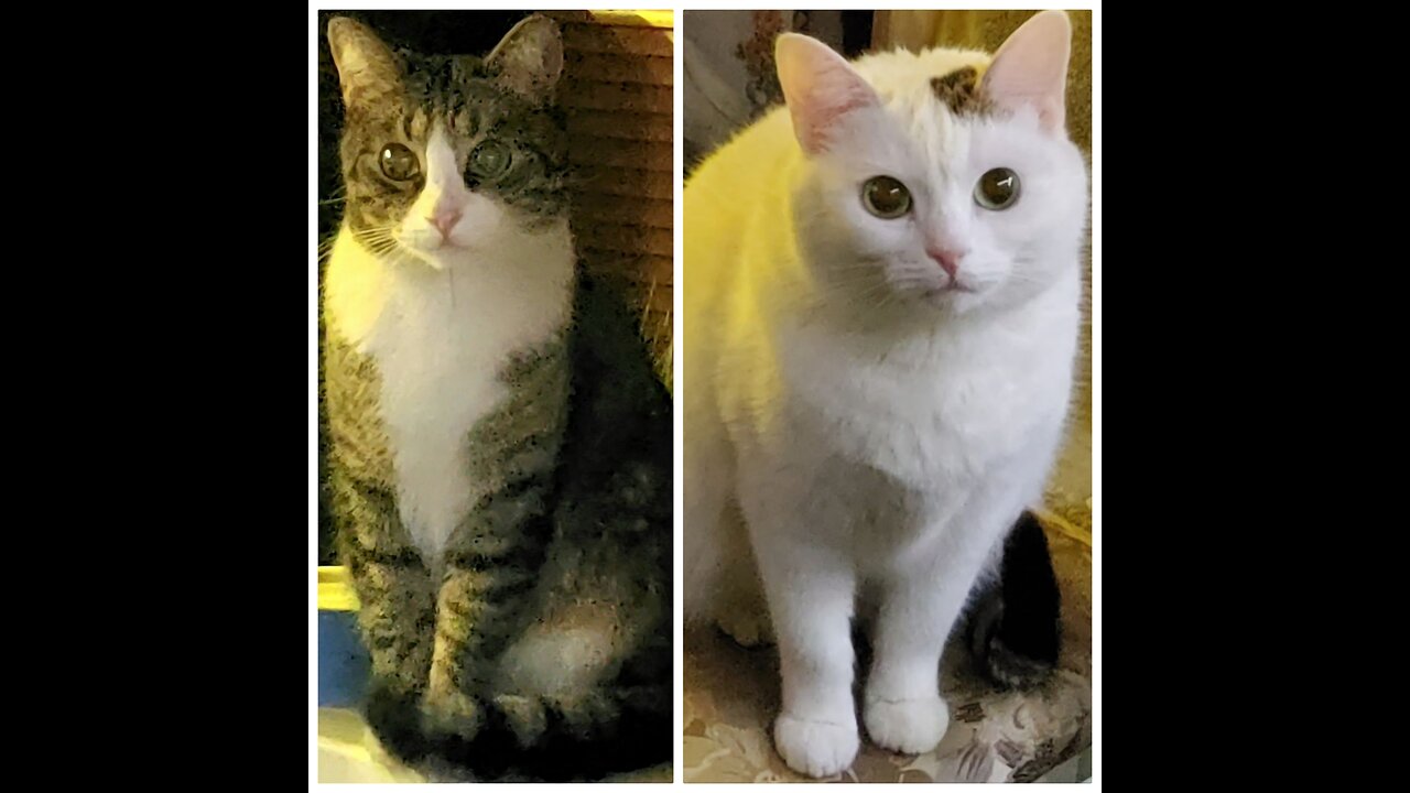 ๐๐โโฌWatch out! Cat curses! Cat Diesel doesn't like violators of his territory!