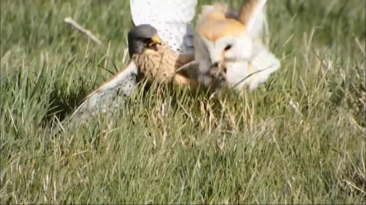 kestrel steals vole from barn owl