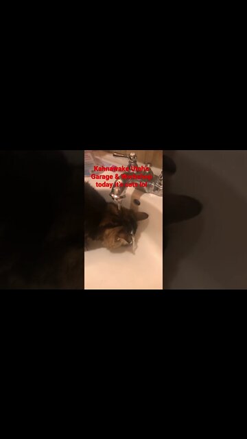 Cats Do Weird Things - #shorts