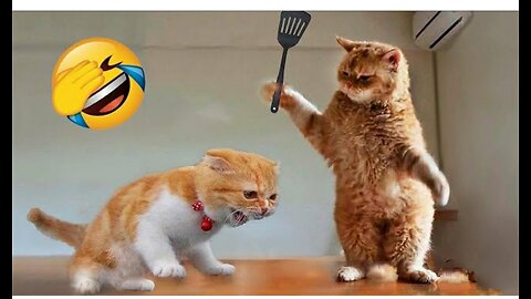 funny cats video 😂 cute cats