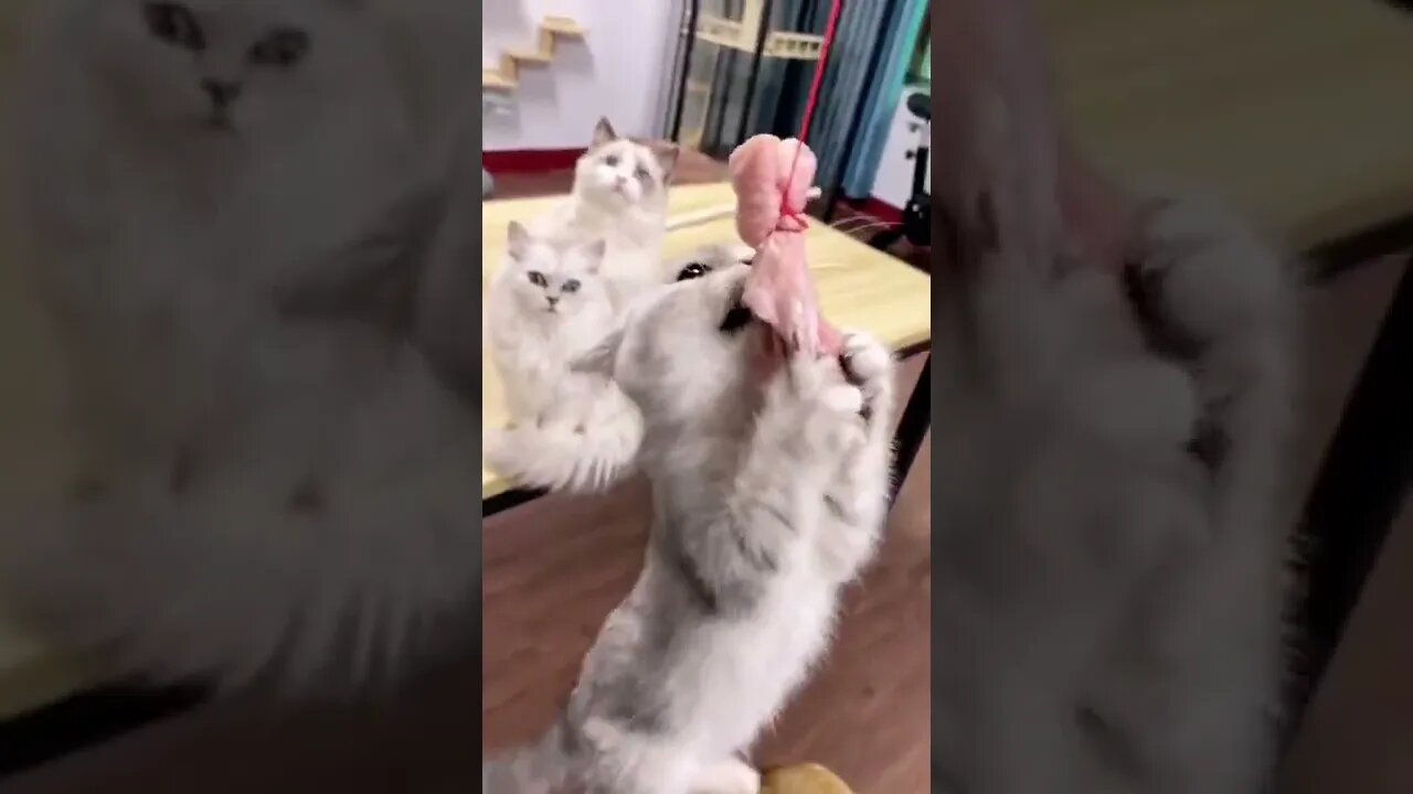 FUNNY CUTE KITTEN - Tiktok Compiled #Shorts