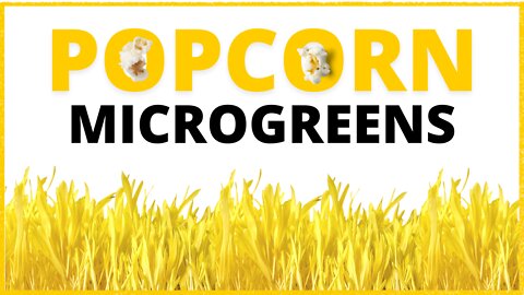 How To Grow Yellow Popcorn Shoot Microgreens