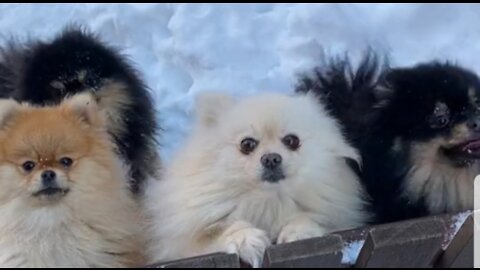 Cute puppies doing funny things .🐶🐩