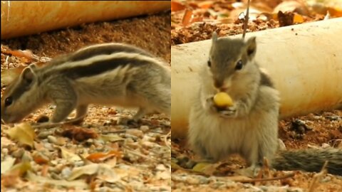 The squirrel searching food in the jungle