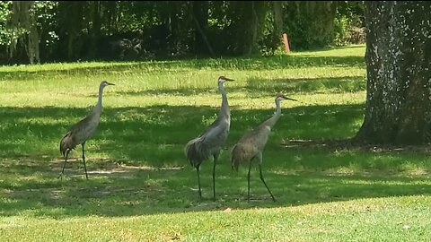 Nature Trek #1 - Tampa Bay, FL (2018-19)