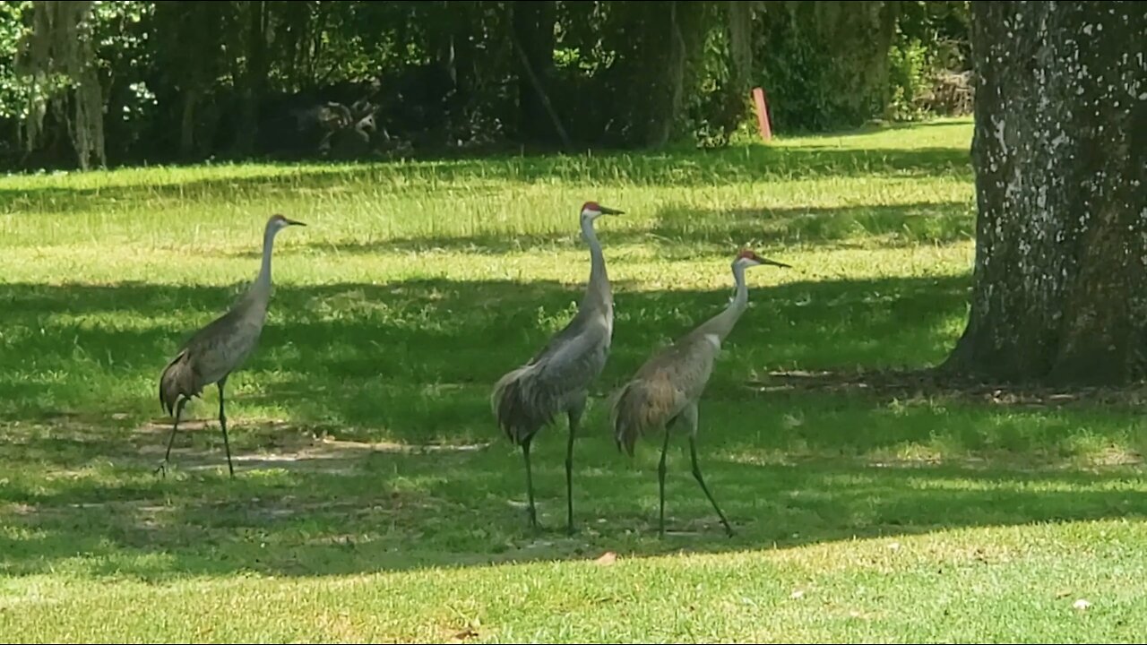 Nature Trek #1 - Tampa Bay, FL (2018-19)