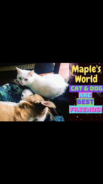 Cat Follows Dog Around The House