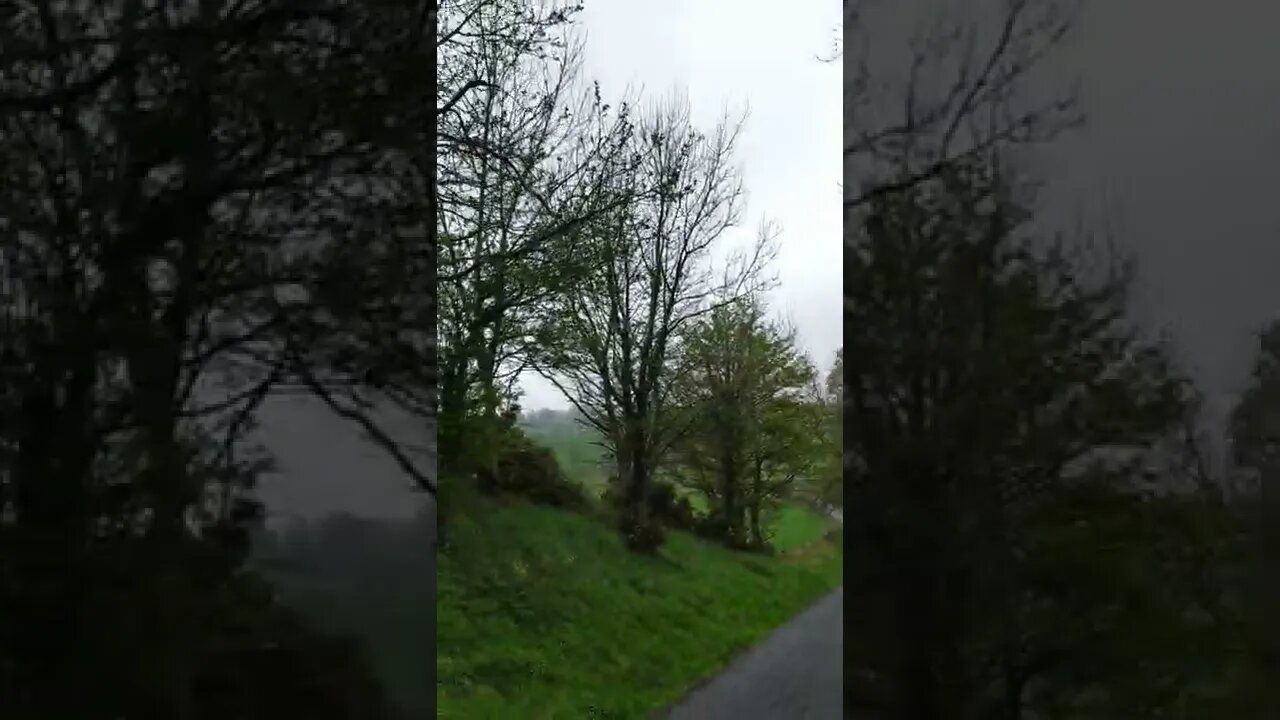 Coutry road surrounded by emerald green