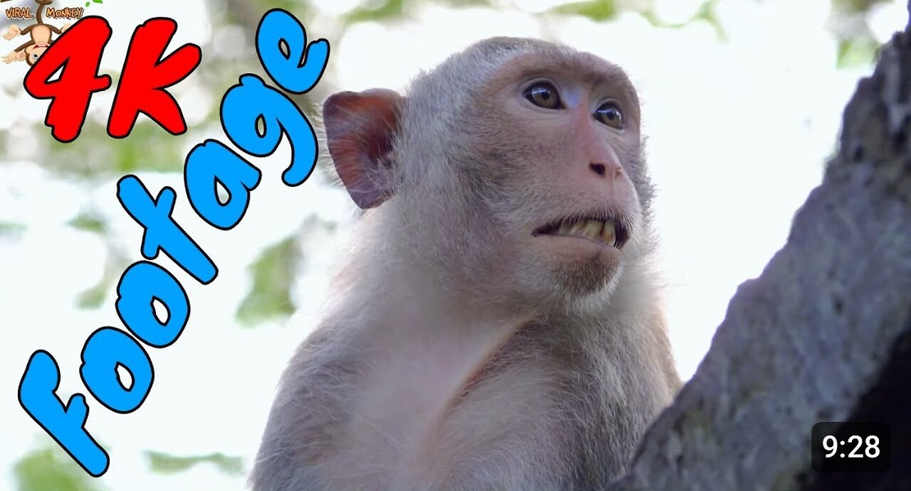 Funny monkey animal video