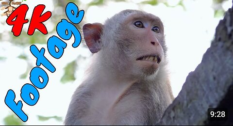 Funny monkey animal video