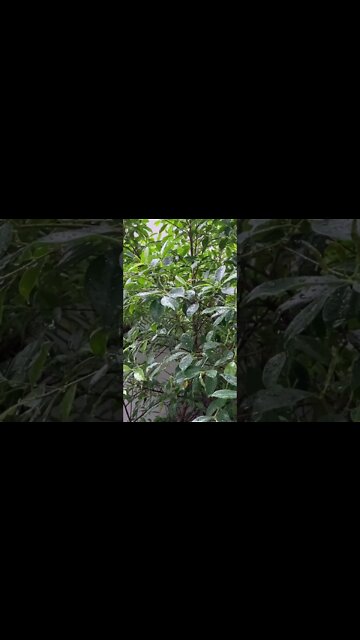 Random shots in Thailand