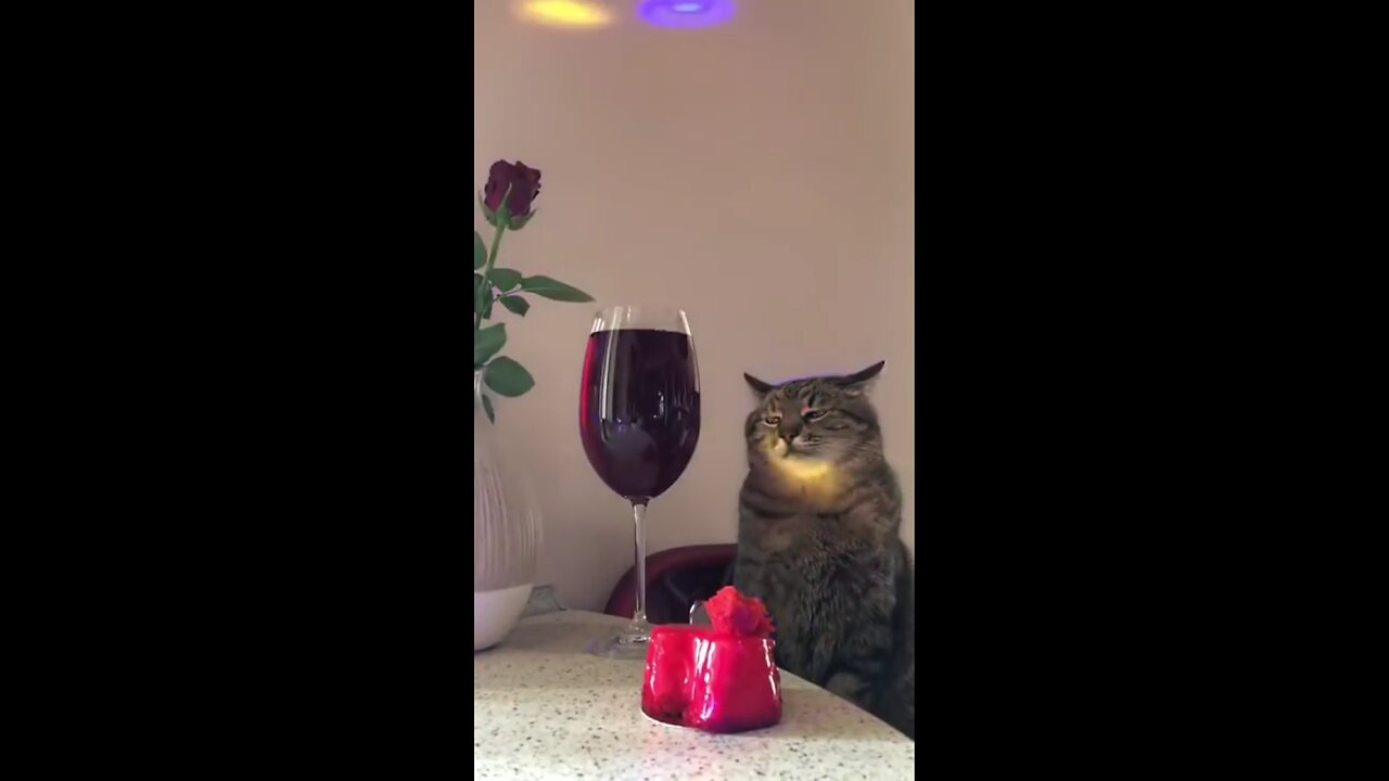 Cat, wine, drunk