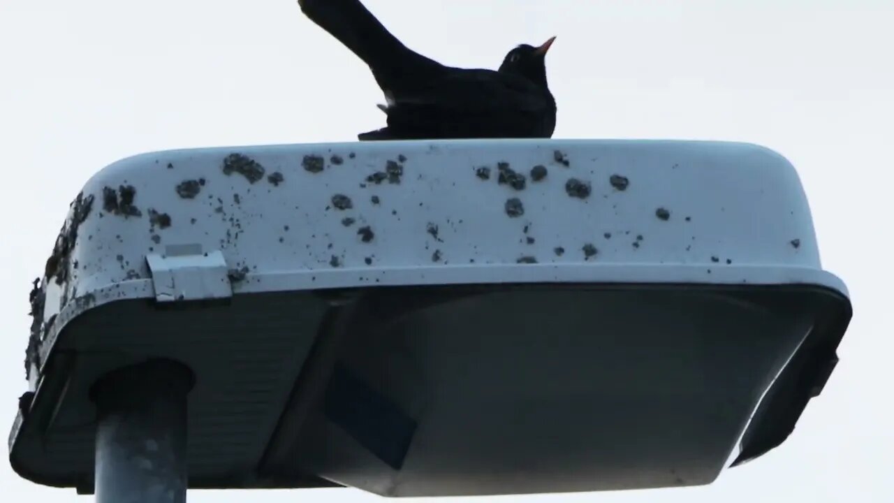 Evening song on the light post