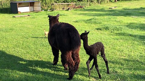 Baby alpaca & puppy attempt to play but Mama Alpaca disrupts these antics