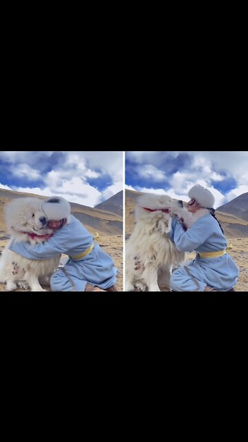 Tibetan Mastiff Brown Dog welcome owner after long time and loving him