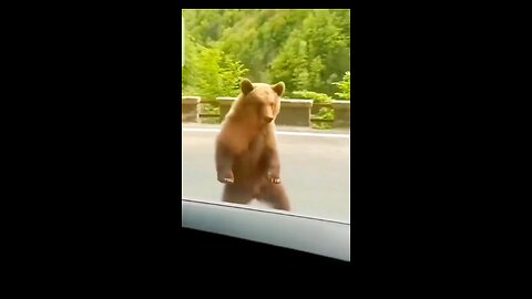 bear dancing video