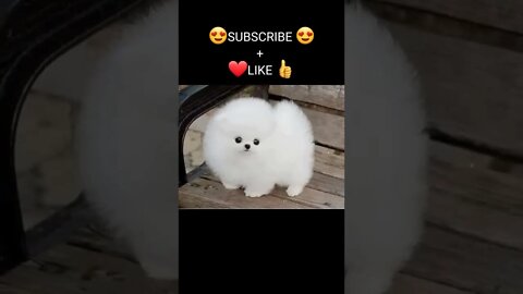 Funny & Cute Dog Compilation TikTok #shorts 😻1080p 4