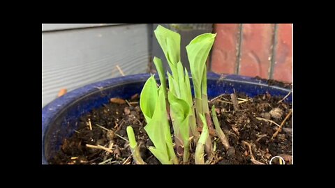 Let’s see how my Hosta transplants are doing