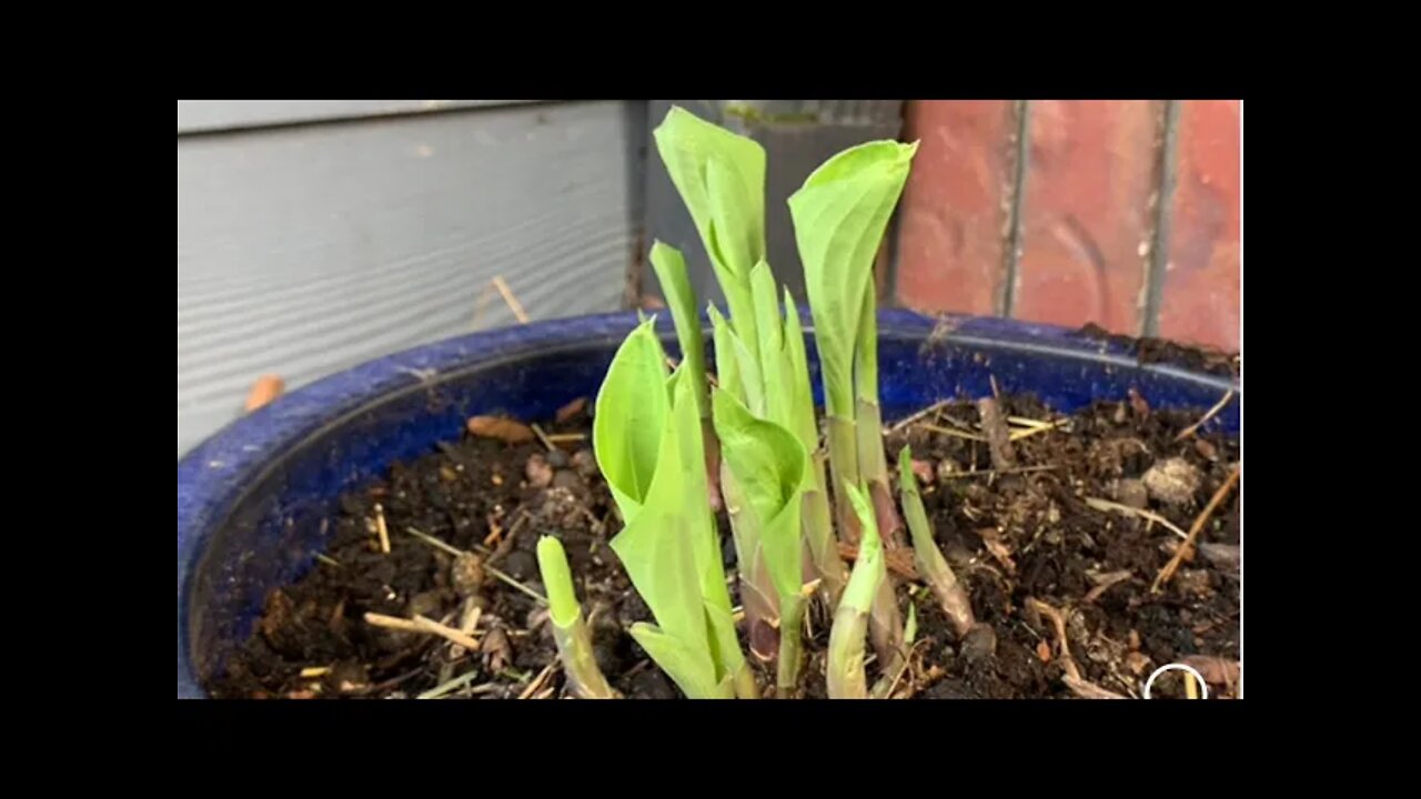 Let’s see how my Hosta transplants are doing