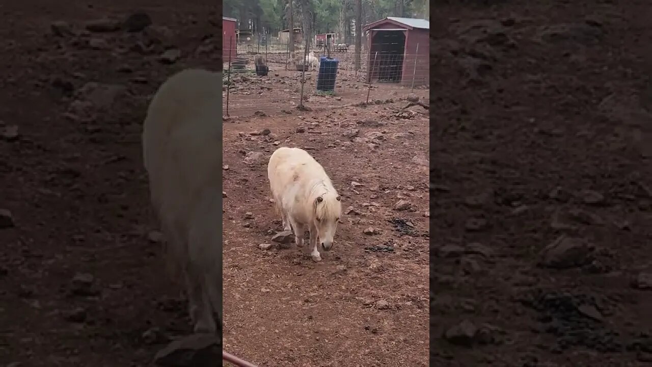 Miniature horse at the Grand Canyon Deer Farm