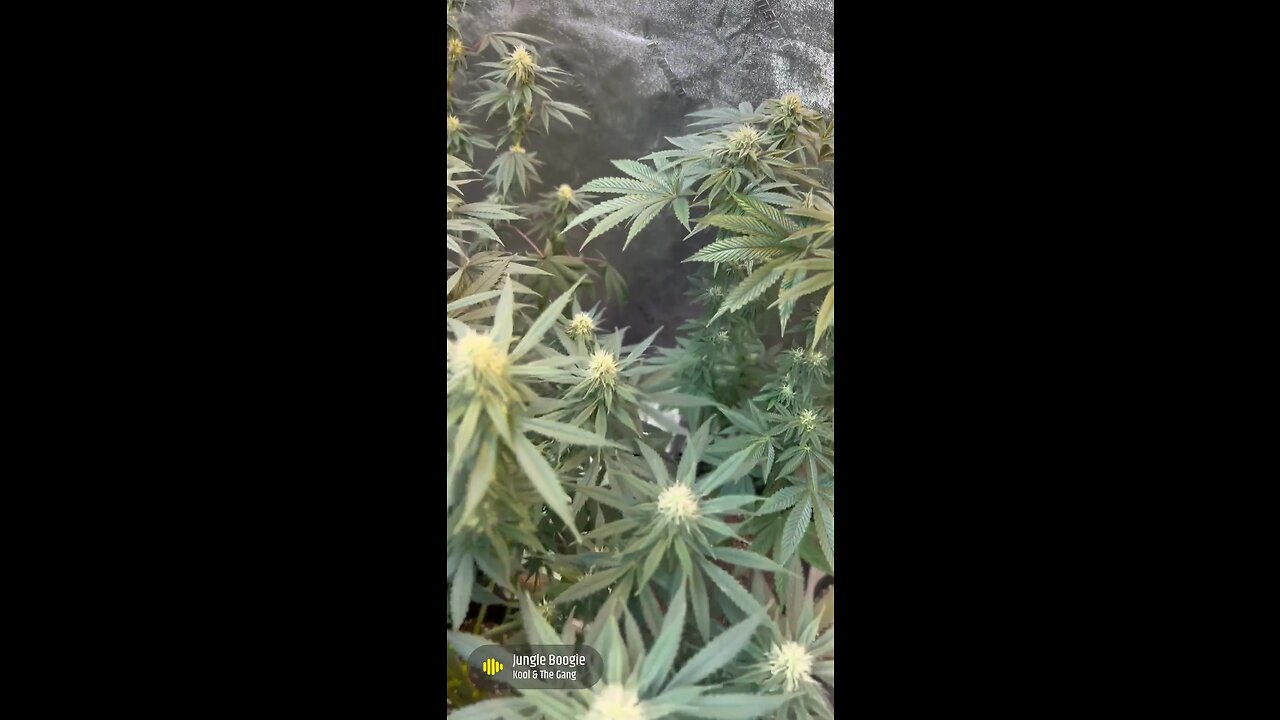 It’s a Jungle