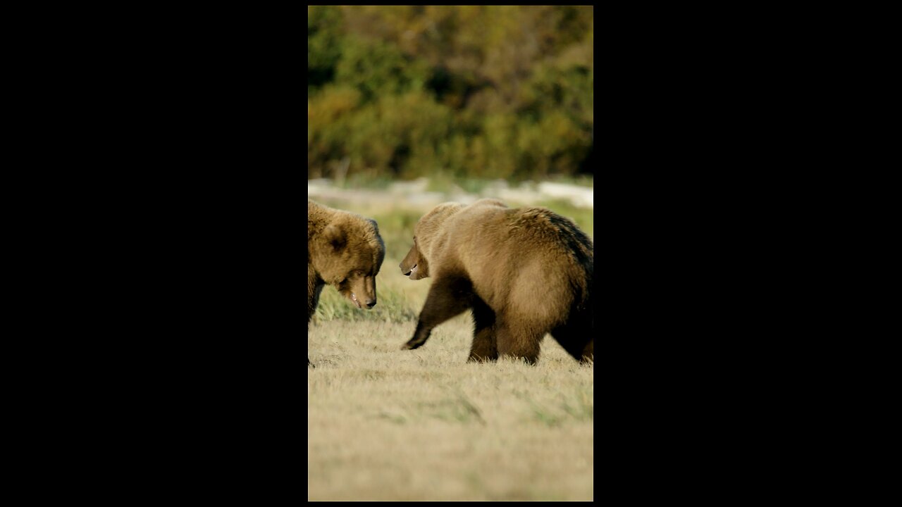 2 Bears playing