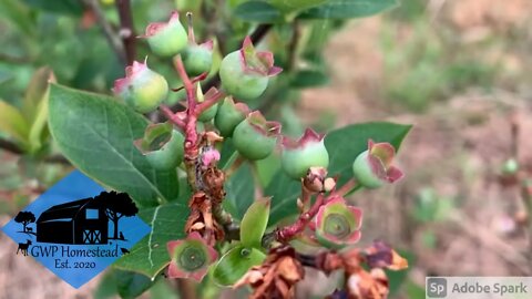 4-year-old Keeton Expects a Bumper Blueberry Crop #shorts