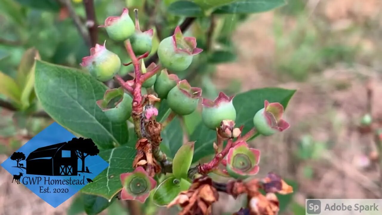 4-year-old Keeton Expects a Bumper Blueberry Crop #shorts