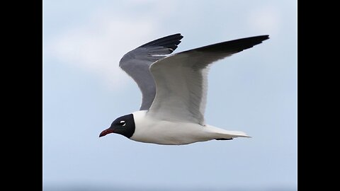 Huguenot Island Park, Florida. Laughing Gull nesting colony.