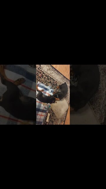 Rottweilers-Faye Showing Lil' Ed, Who's Boss. Eddie Is Thick & Dense. Never A Kennel For My Babies.