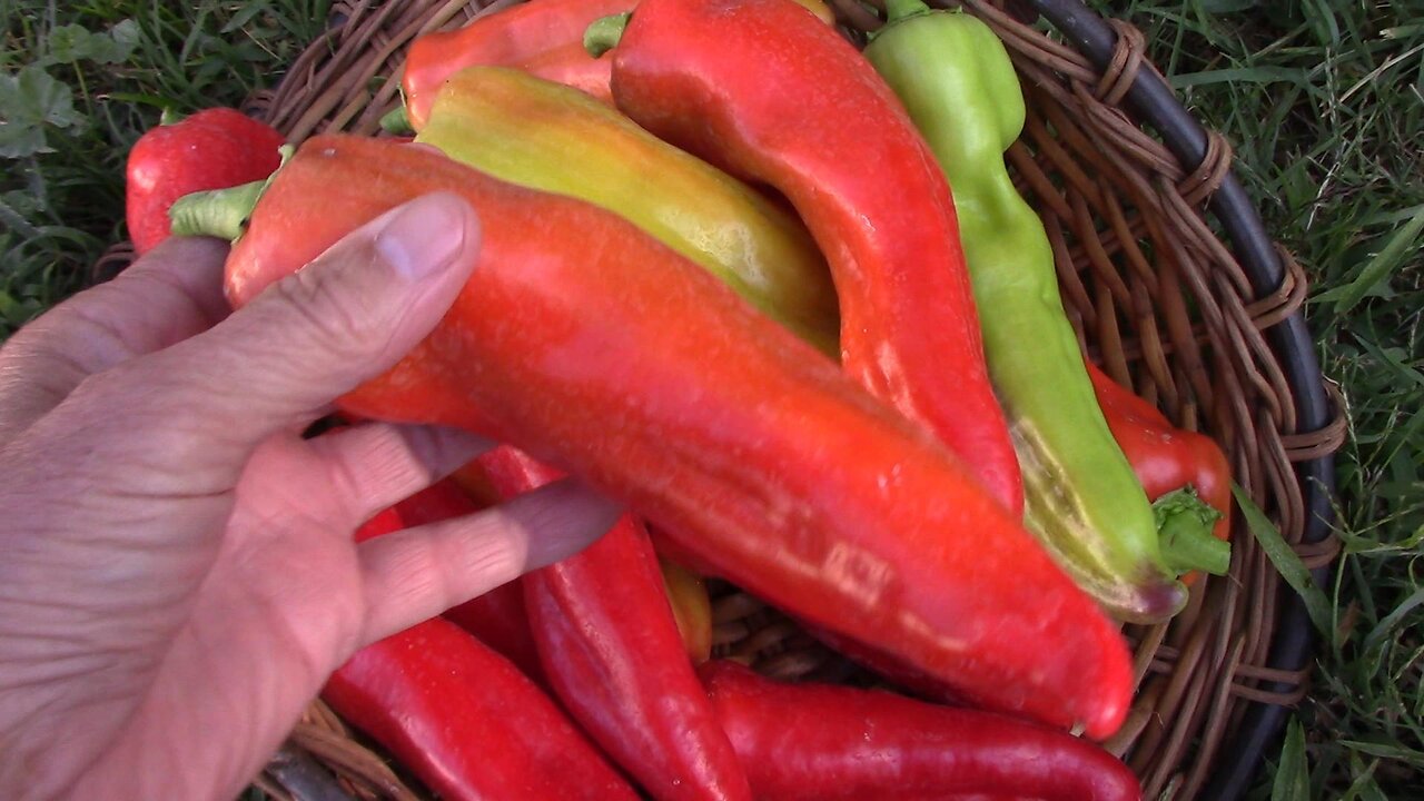 A Basket of Aconcagua Peppers