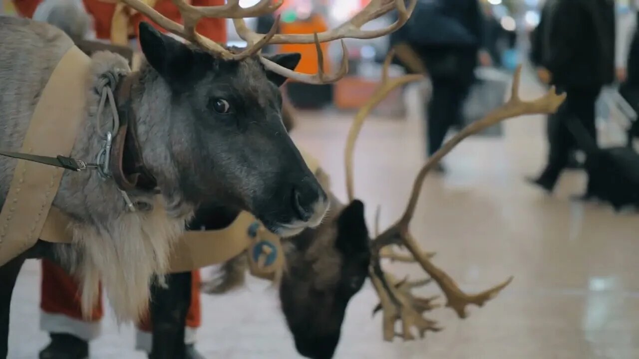 Creating Christmas holidays atmosphere at the airport with Santa Claus and his reindeer