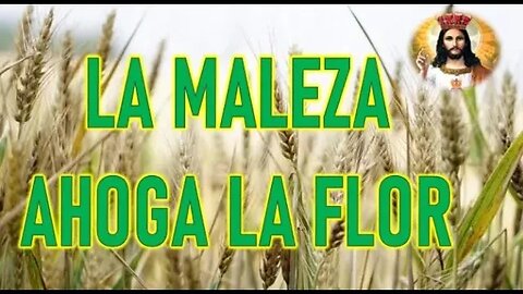 LA MALEZA AHOGA LA FLOR - JESUCRISTO REY A DANIEL DE MARÍA